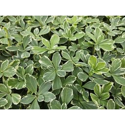 Garden basics 6x Pachysandra term. 'Variegata' - ↕10-25cm - Ø9cm (47950)