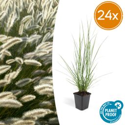 Garden basics 24x Pennisetum alopecuroides 'Hameln' - ↕10-25cm - Ø9cm (50340)
