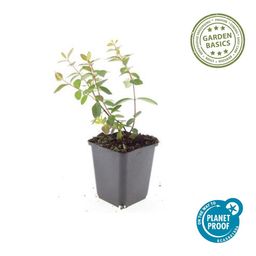 Garden basics 12x Hypericum dummeri 'Peter Dummer' - ↕10-25cm - Ø9cm (47827)