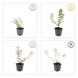 Garden basics 12x Hypericum dummeri 'Peter Dummer' - ↕10-25cm - Ø9cm (47827)