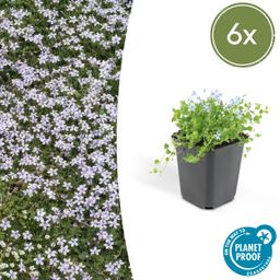 Garden basics 6x Isotoma fluviatilis - ↕10-25cm - Ø9cm (47861)