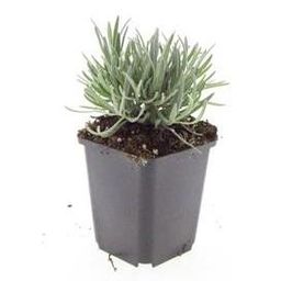 Garden basics 24x Lavandula int. 'Edelweiss' - ↕10-25cm - Ø9cm (50462)