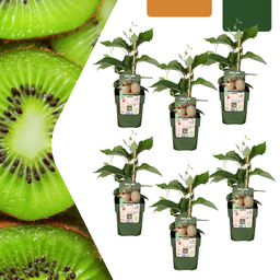 Premium basics 6 x Biologische kiwiplanten - Ø 13 cm - ↨ 20 cm (48376)