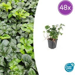 Garden basics 48x Pachysandra term. 'Green Sheen' - ↕10-25cm - Ø9cm (50489)