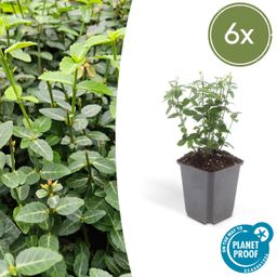 Garden basics 6x Euonymus fortunei radicans - ↕10-25cm - Ø9cm (47720)