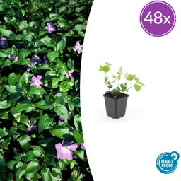 Garden basics 48x Vinca major - ↕10-25cm - Ø9cm (50487)