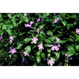 Garden basics 48x Vinca major - ↕10-25cm - Ø9cm (50487)