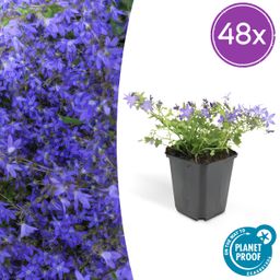 Garden basics 48x Campanula poscharskyana 'Stella' - ↕10-25cm - Ø9cm (50379)