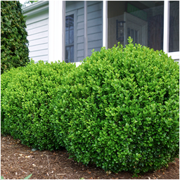 Plants by frank "Buxus NewGen Freedom 6-Pack – Winterharde Groenblijvende Struiken 6 x Ø7 cm | Compacte Buxus" (50230)