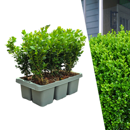 Plants by frank "Buxus NewGen Freedom 6-Pack – Winterharde Groenblijvende Struiken 6 x Ø7 cm | Compacte Buxus" (50230)