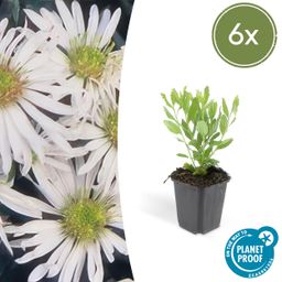 Garden basics 6x Aster ageratoides 'Ashvi' - ↕10-25cm - Ø9cm (47597)