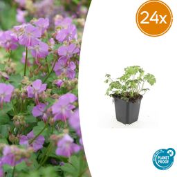 Garden basics 24x Geranium cant. 'Cambridge' - ↕10-25cm - Ø9cm (50418)