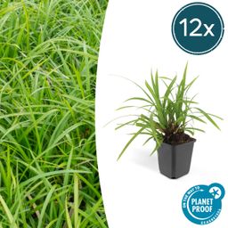 Garden basics 12x Carex morrowii 'Irish Green' - ↕10-25cm - Ø9cm (47647)