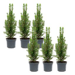 6x Mini-Kerstboom - Chamaecyparis - 25-30 cm (8720872025353)