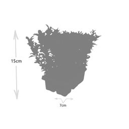 Premium basics 1x 6 pack Euonymus 'Green Spire' - Ø 7 cm - ↨ 15 cm (48280)
