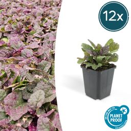 Garden basics 12x Ajuga reptans 'Burgundy Glow' - ↕10-25cm - Ø9cm (47570)