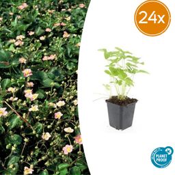 Garden basics 24x Fragaria vesca - ↕10-25cm - Ø9cm (50414)