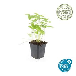 Garden basics 24x Fragaria vesca - ↕10-25cm - Ø9cm (50414)