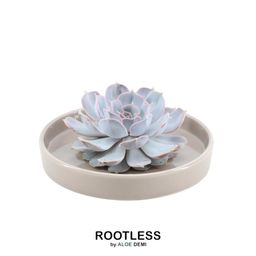 Rootless by aloe demi ROOTLESS Succulent Echeveria Lilacina in schaal 'taupe' Ø20 cm (8721001420223)