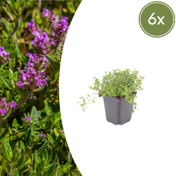 Garden basics 6x thymus serpyllum - ↕10-25cm - Ø9cm (54771)