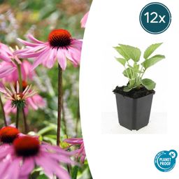 Garden basics 12x Echinacea p. 'Magnus' - ↕10-25cm - Ø9cm (47683)