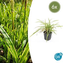 Garden basics 6x Carex morrowii 'Aureovariegata' - ↕10-25cm - Ø9cm (47631)