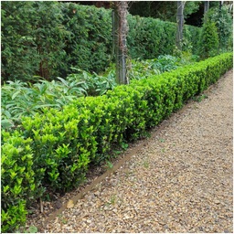 Plants by frank 48 x Euonymus 'Green Spire' - 48 x Ø 7 cm - ↨ 15 cm (8721001422432)