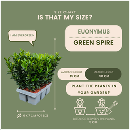 Plants by frank 48 x Euonymus 'Green Spire' - 48 x Ø 7 cm - ↨ 15 cm (8721001422432)
