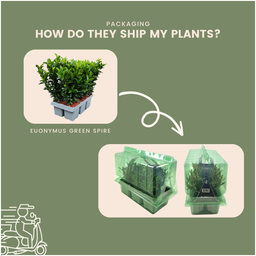 Plants by frank 48 x Euonymus 'Green Spire' - 48 x Ø 7 cm - ↨ 15 cm (8721001422432)