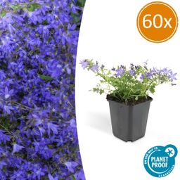 Garden basics 60x Campanula poscharskyana 'Stella' - ↕10-25cm - Ø9cm (47630)