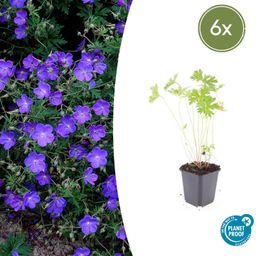 Garden basics 6x Geranium 'Johnson's Blue' - ↕10-25cm - Ø9cm (47777)
