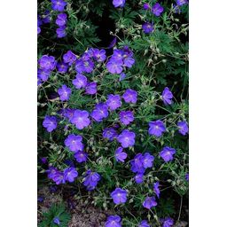 Garden basics 6x Geranium 'Johnson's Blue' - ↕10-25cm - Ø9cm (47777)
