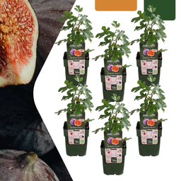 Premium basics 6 x Biologische Vijgenbomen - Ø 13 cm - ↨ 20 cm (48374)