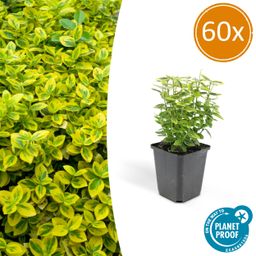 Garden basics 60x Euonymus fort. 'Emerald 'n Gold’ - ↕10-25cm - Ø9cm (46913)