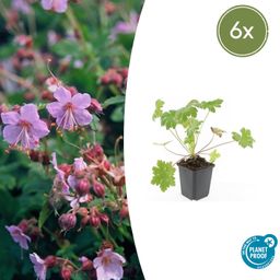 Garden basics 6x Geranium macr. 'Ingwersen's Var.' - ↕10-25cm - Ø9cm (47787)