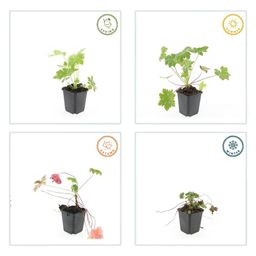 Garden basics 6x Geranium macr. 'Ingwersen's Var.' - ↕10-25cm - Ø9cm (47787)