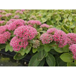 Garden basics 12x Sedum 'Herbstfreude' - ↕10-25cm - Ø9cm (47996)