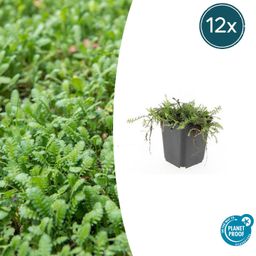 Garden basics 12x Leptinella squalida - ↕10-25cm - Ø9cm (47887)