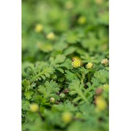 Garden basics 12x Leptinella squalida - ↕10-25cm - Ø9cm (47887)
