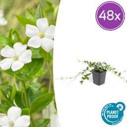 Garden basics 48x Vinca minor 'Alba' - ↕10-25cm - Ø9cm (50351)