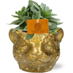 Senecio Cephalophorus + Planter Luipaard D12x9,5cm - Goud (42587)