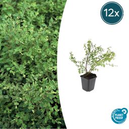 Garden basics 12x Symphoricarpos ch. 'Hancock' - ↕10-25cm - Ø9cm (48001)