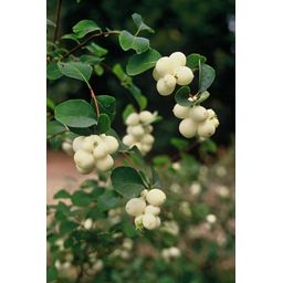 Garden basics 12x Symphoricarpos ch. 'Hancock' - ↕10-25cm - Ø9cm (48001)