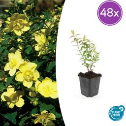 Garden basics 48x Hypericum 'Hidcote' - ↕10-25cm - Ø9cm (50441)