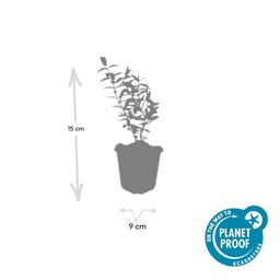 Garden basics 48x Hypericum 'Hidcote' - ↕10-25cm - Ø9cm (50441)