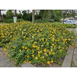 Garden basics 48x Hypericum 'Hidcote' - ↕10-25cm - Ø9cm (50441)