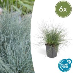 Garden basics 6x Festuca glauca 'Elijah Bleu' - ↕10-25cm - Ø9cm (47727)