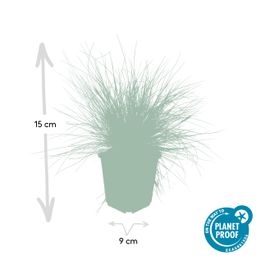 Garden basics 6x Festuca glauca 'Elijah Bleu' - ↕10-25cm - Ø9cm (47727)