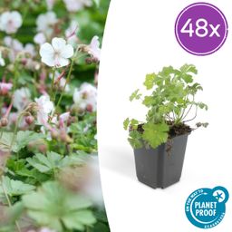 Garden basics 48x Geranium cant. 'Biokovo' - ↕10-25cm - Ø9cm (50417)