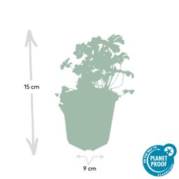Garden basics 48x Geranium cant. 'Biokovo' - ↕10-25cm - Ø9cm (50417)